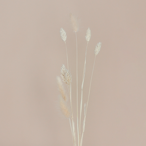 Fritz Lagurus Phalaris Trockenblüten Nahaufnahme