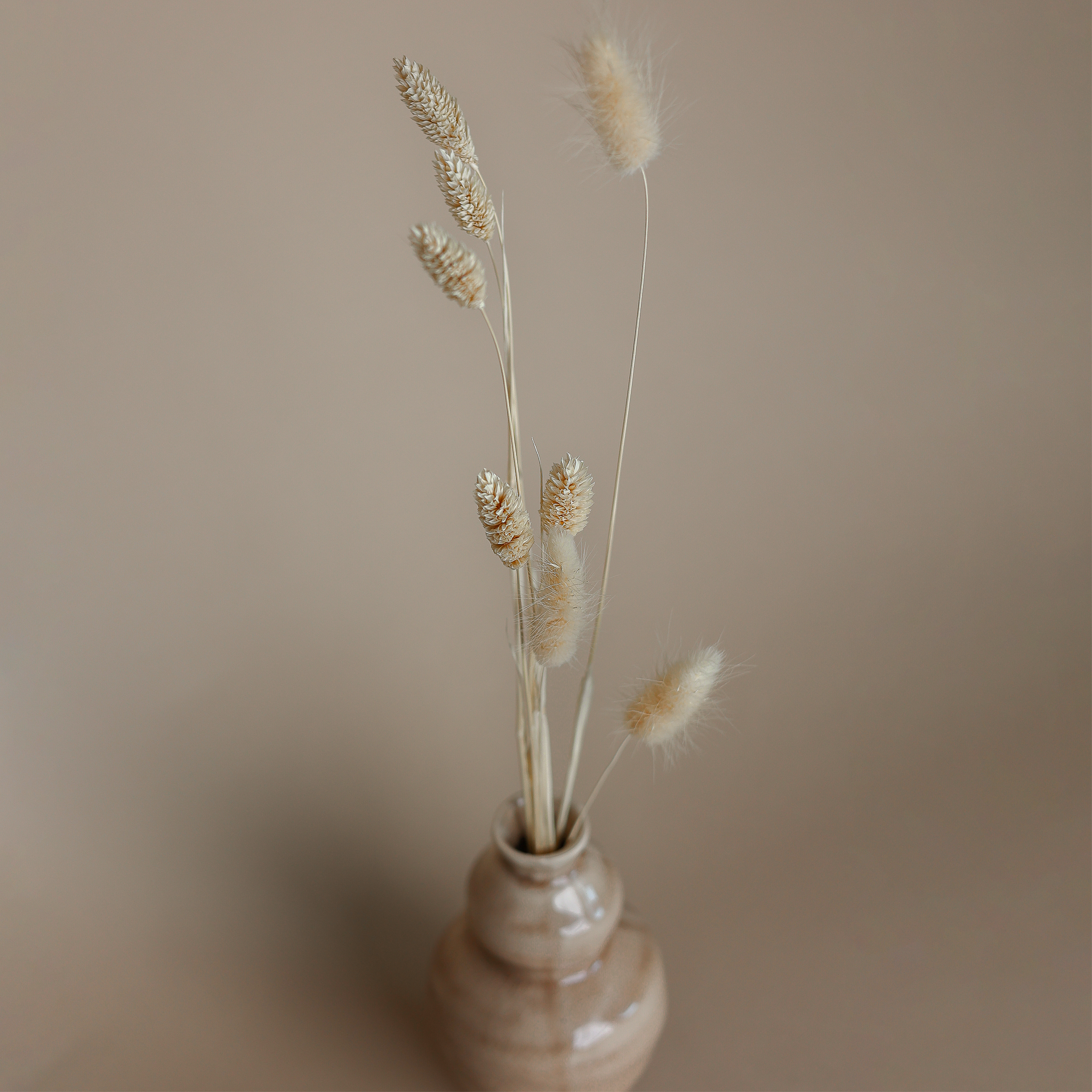 Fritz Lagurus Phalaris Trockenblüten mit brauner Keramikvase